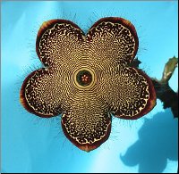 Edithcolea grandis 